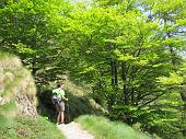 32 Tutto verde
